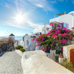 Oia street with blooming flowers in the summer, Santorini, Greece