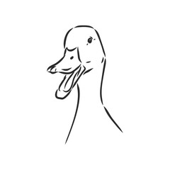 Hand drawn duck animal vector illustration. Sketch isolated on white background with pencil and label banner. duck, vector sketch on a white background