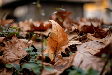 autunno