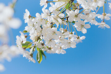 Blooming tree branch with beautiful white flowers close up against bright blue sky. Spring nature concept. Selective focus