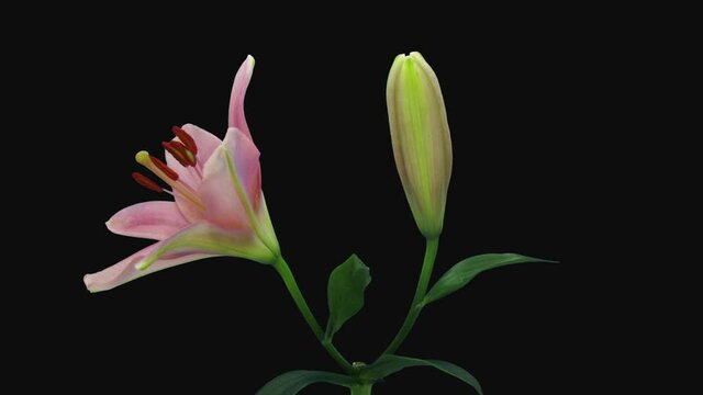 Time-lapse of opening two pink lily blossoms 6e3 in RGB + ALPHA matte format isolated on black background
