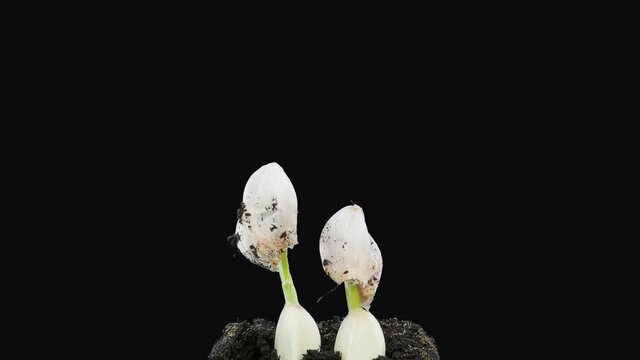 Time-lapse of growing garlic cloves 3b1 in PNG+ format with ALPHA transparency channel isolated on black background
