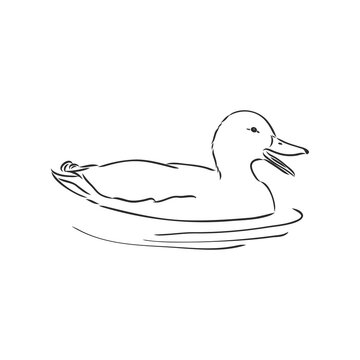 Hand drawn duck animal vector illustration. Sketch isolated on white background with pencil and label banner. duck, vector sketch on a white background