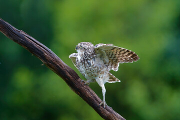 Burrowing Owl (Athene cunicularia) sitting on a branch in the Netherlands