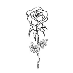 Doodle rose on a white background. Freehand drawing. Vector illustration.