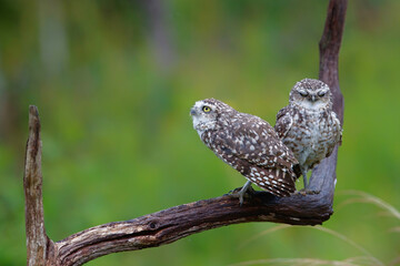 Burrowing Owl (Athene cunicularia) sitting on a branch in the Netherlands