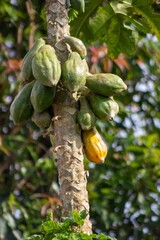 PEPAYA fruit that are in the garden belonging to the residents of Wanayasa Banjarnegara. INDONESIA