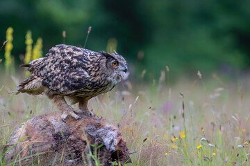 Eurasian Eagle-Owl (Bubo bubo) sitting on a red fox. Noord Brabant in the Netherlands with summer flowers in the  background