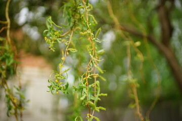willow curly tree close-up branches with green leaves in summer day