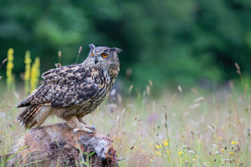 Eurasian Eagle-Owl (Bubo bubo) sitting on a red fox. Noord Brabant in the Netherlands with summer flowers in the  background