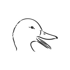 Hand drawn duck animal vector illustration. Sketch isolated on white background with pencil and label banner. duck, vector sketch on a white background