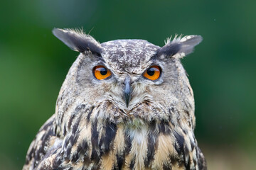 Portrait of a Eurasian Eagle-Owl (Bubo bubo) with a green background in Noord Brabant in the Netherlands 