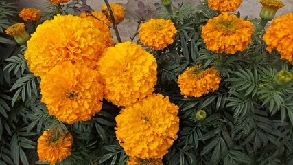 Merigold flower in day light