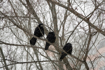 Crows in winter