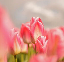 Fototapeta premium tulips