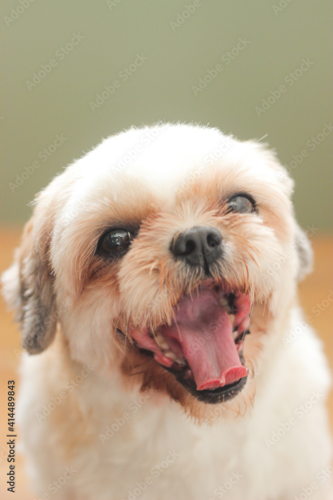 Canvas Prints Closeup shot of a white Shih Tzu dog isolated on a blurred background