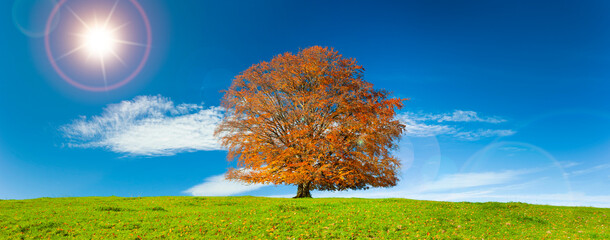Fototapeta na wymiar single big beech tree at autumn in meadow