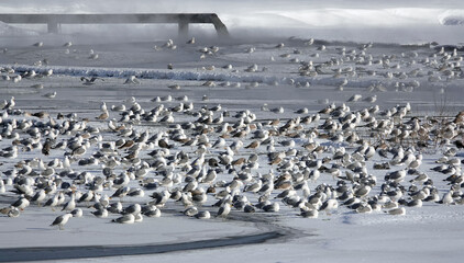 Seagulls near the drain