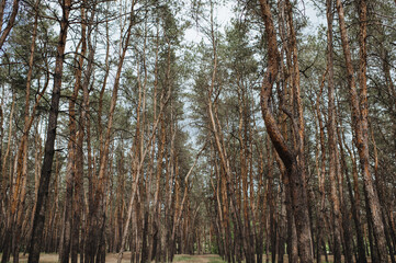 wild coniferous forest in the mountains, coniferous tree trunks, roots
