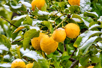Snow on lemons