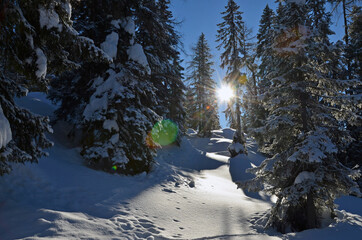 Winterwald bei Gosau (Salzkammergut, Bezirk Gmunden, Oberösterreich, Österreich) - Winter forest...