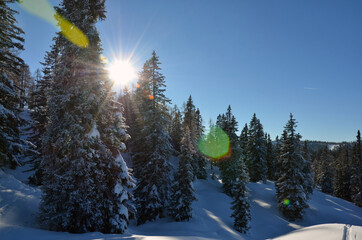 Winterwald bei Gosau (Salzkammergut, Bezirk Gmunden, Oberösterreich, Österreich) - Winter forest...