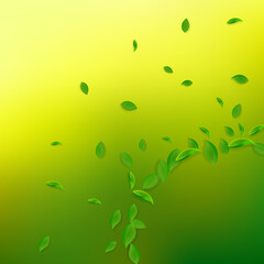 Fototapeta premium Falling green leaves. Fresh tea chaotic leaves fly