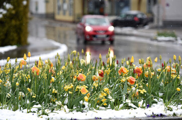 Schneefall Ende April in Bad Ischl (Salzkammergut, Bezirk Gmunden, Oberösterreich, Österreich) -...