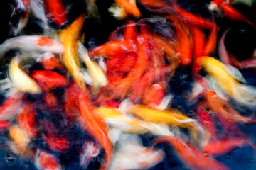 Abstract Blurred background of fancy Carp fish pond