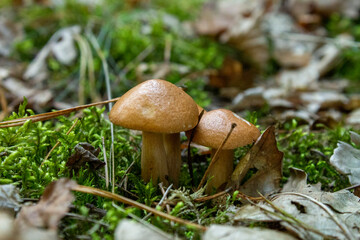 Semmelpilz