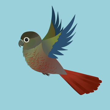 recommend clip art: A digital drawing of a flying Green-cheeked conure. Vector drawing. Blue background.
                    