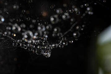 Closeup small water droplets on the spider web on dark background