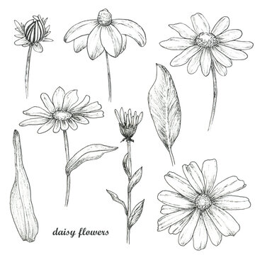 Illustration of daisy flowers isolated on white. Pen drawing manual graphics.  Design for print, vintage poster, wallpapers, textiles. Chamomile, calendula.