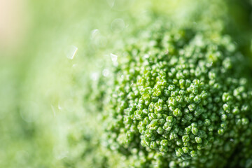 close up of green broccoli background