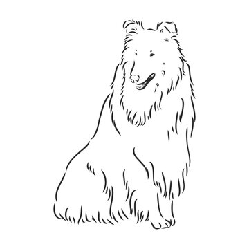 Dog Rough Collie isolated on White background. Vector illustration. collie, vector sketch on a white background