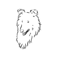 Dog Rough Collie isolated on White background. Vector illustration. collie, vector sketch on a white background