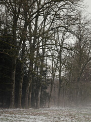 Laubbäume an Waldrand, im Winter mit Schnee und Nebel