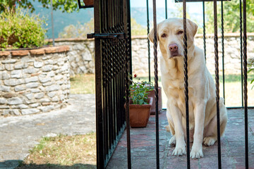 Dog golden retriever sit in a balcony and looking at the camera through the iron railing, italian countryside