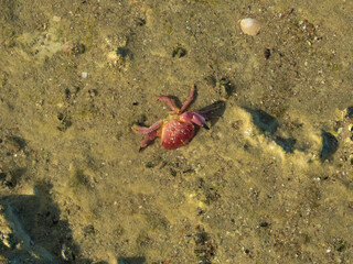 Cangrejo en la arena cercana al mar