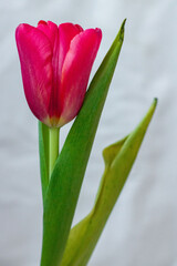 Pink tulip with green leaves on a white background