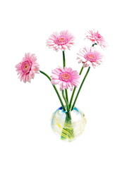 Gerbera, pink flower in glass vase, isolated on white backgrund. 