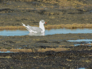Aves en la costa de la playa