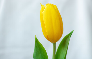 Yellow tulips with green leaves on a white background