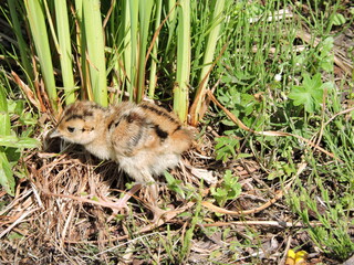 Chick of partridge n summer Finland