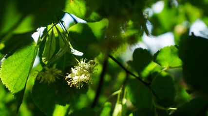 Linden flowers among green leaves