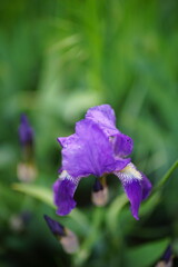 Closeup purple iris flower growing in a green garden.