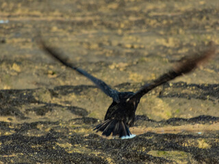Aves en la costa de la playa
