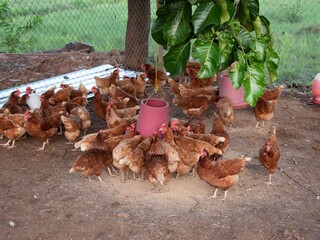 Hühner bei der Fütterung