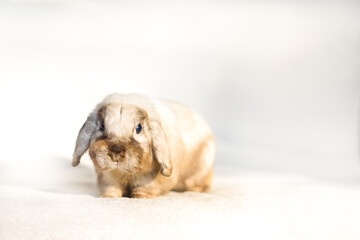 rabbit jn white sofa at home, ester bunny
