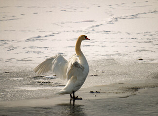 Mute swan, cygnus olor in a canadian pond in winter season 